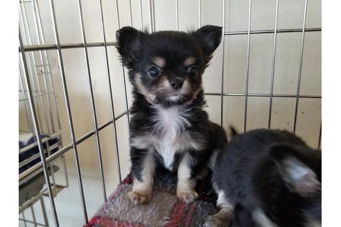 成約済の愛知県のチワワ(ロングコート)-72079の4枚目