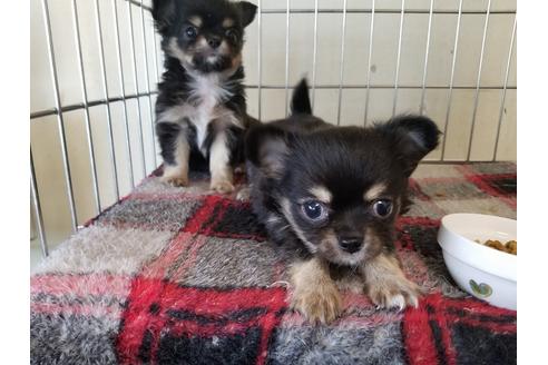 成約済の愛知県のチワワ(ロングコート)-72079の3枚目