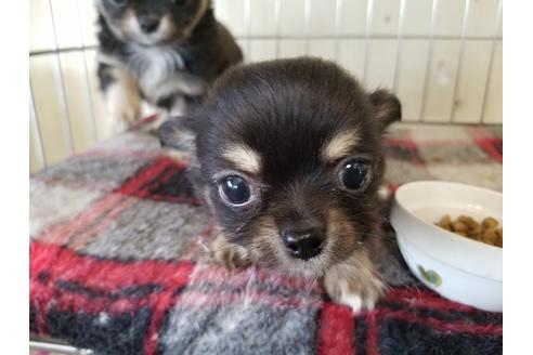 成約済の愛知県のチワワ(ロングコート)-72079の2枚目