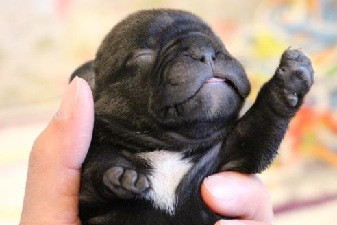 成約済の愛知県のフレンチブルドッグ-72083の26枚目