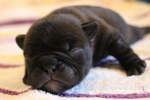 成約済の愛知県のフレンチブルドッグ-72083の25枚目