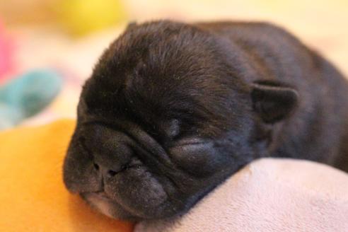 成約済の愛知県のフレンチブルドッグ-72083の24枚目