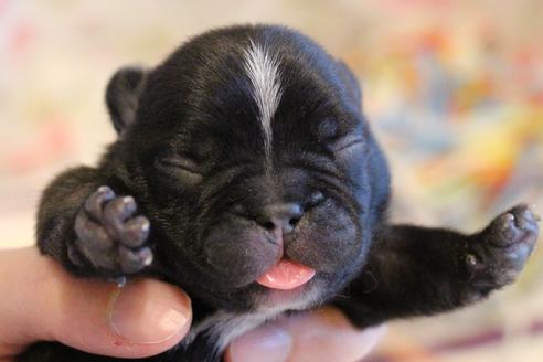 成約済の愛知県のフレンチブルドッグ-72084の29枚目