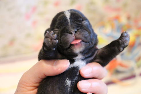 成約済の愛知県のフレンチブルドッグ-72084の28枚目