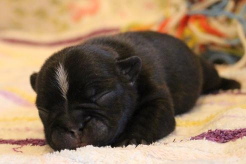 成約済の愛知県のフレンチブルドッグ-72084の27枚目