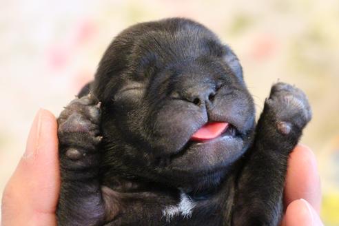 成約済の愛知県のフレンチブルドッグ-72085の31枚目