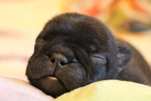 成約済の愛知県のフレンチブルドッグ-72085の30枚目