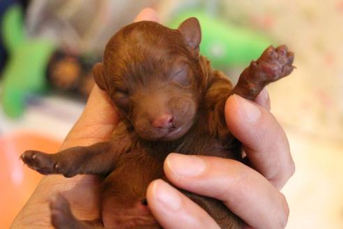 成約済の愛知県のトイプードル-72086の21枚目