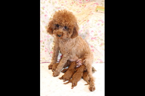 成約済の愛知県のトイプードル-72086の19枚目