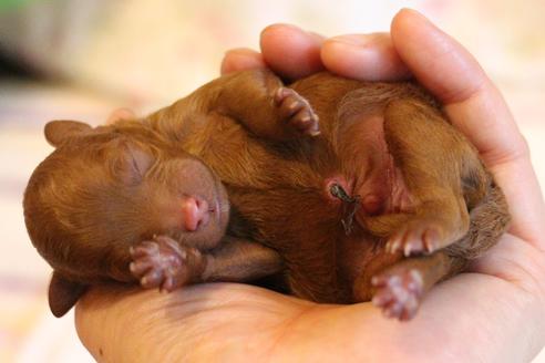 成約済の愛知県のトイプードル-72087の19枚目