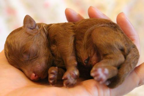 成約済の愛知県のトイプードル-72087の18枚目