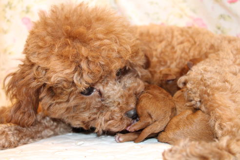 成約済の愛知県のトイプードル-72087の17枚目