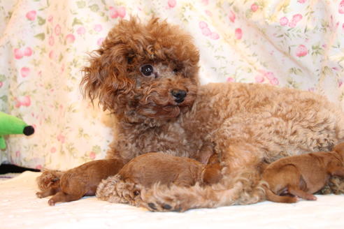 成約済の愛知県のトイプードル-72087の16枚目