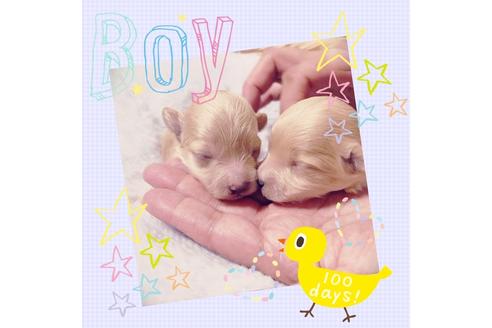 成約済の秋田県のマルプー:マルチーズ×トイプードル-72052の10枚目