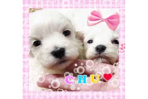 成約済の秋田県のマルプー:マルチーズ×トイプードル-72057