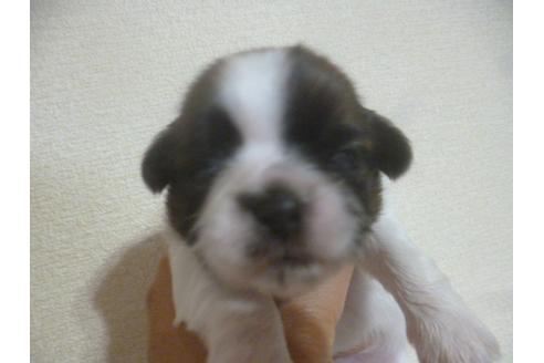 成約済の福岡県のシーズー-72094の1枚目