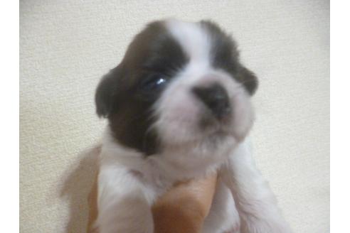 成約済の福岡県のシーズー-72094の4枚目