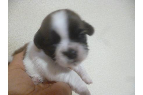 成約済の福岡県のシーズー-72094の3枚目