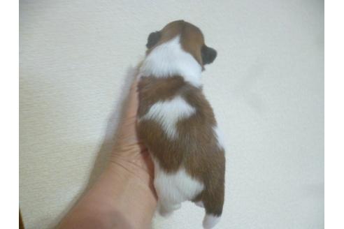 成約済の福岡県のシーズー-72094の2枚目