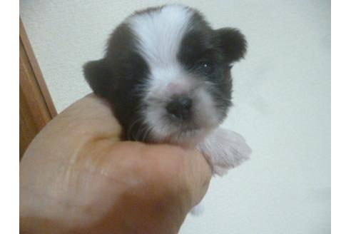 成約済の福岡県のシーズー-72095の1枚目