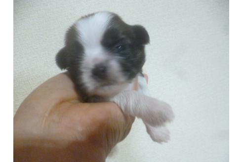 成約済の福岡県のシーズー-72095の4枚目