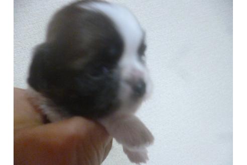 成約済の福岡県のシーズー-72095の2枚目