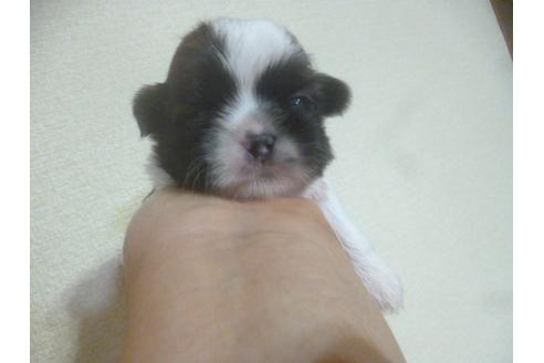 成約済の福岡県のシーズー-72096の1枚目