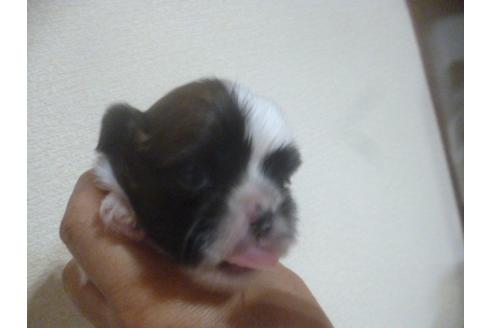 成約済の福岡県のシーズー-72096の3枚目