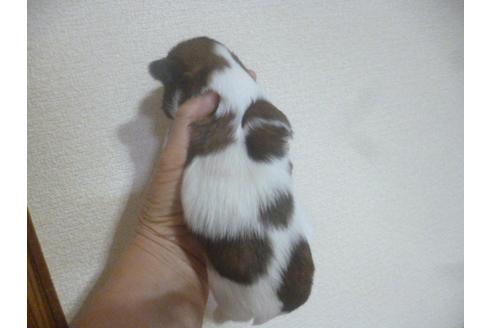 成約済の福岡県のシーズー-72096の2枚目