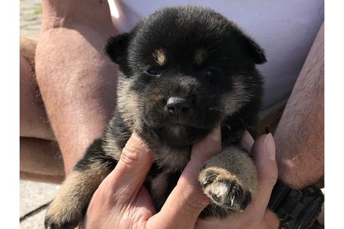 成約済の長崎県の柴犬-72097の6枚目