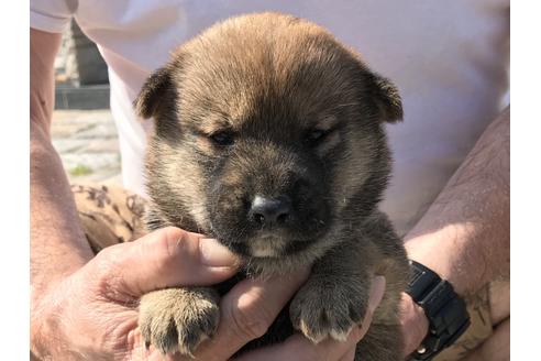 成約済の長崎県の柴犬-72098の10枚目