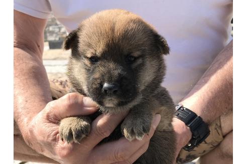 成約済の長崎県の柴犬-72098の9枚目