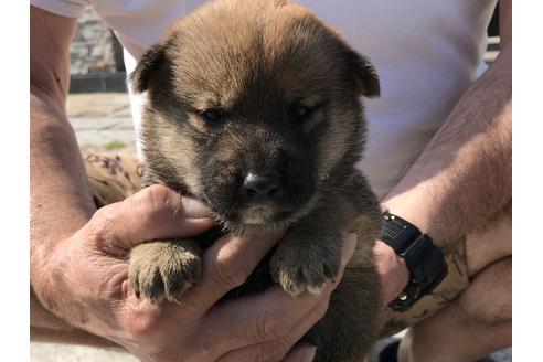 成約済の長崎県の柴犬-72098の8枚目