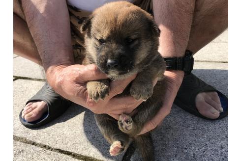 成約済の長崎県の柴犬-72098の7枚目