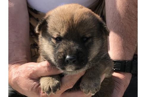 成約済の長崎県の柴犬-72098の6枚目