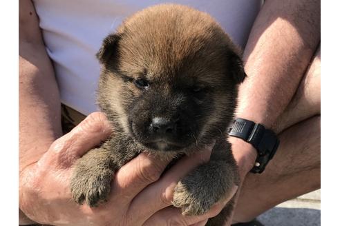 成約済の長崎県の柴犬-72099の15枚目