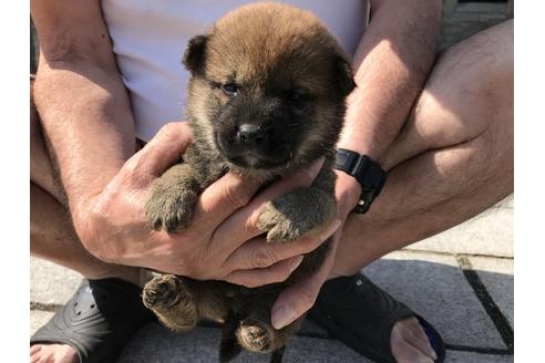 成約済の長崎県の柴犬-72099の14枚目