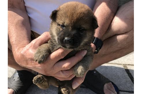 成約済の長崎県の柴犬-72099の13枚目