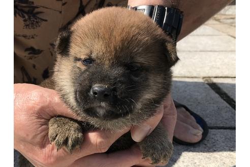 成約済の長崎県の柴犬-72099の12枚目