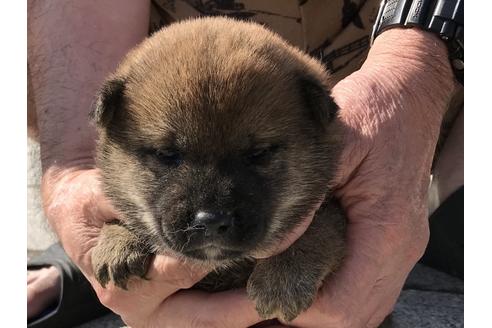 成約済の長崎県の柴犬-72099の11枚目