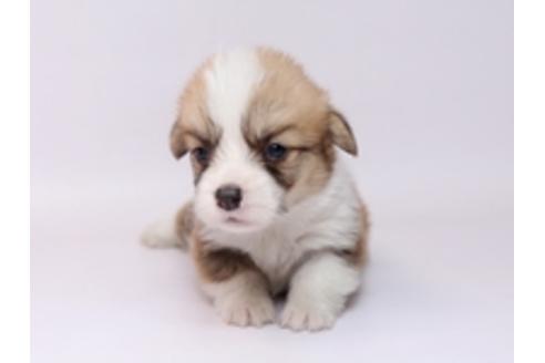 成約済の栃木県のウェルシュコーギーペンブローク-72102の1枚目