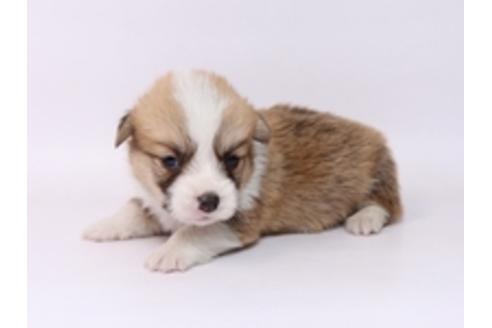 成約済の栃木県のウェルシュコーギーペンブローク-72102の3枚目