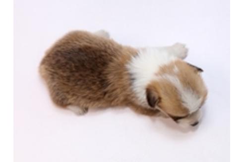 成約済の栃木県のウェルシュコーギーペンブローク-72102の2枚目