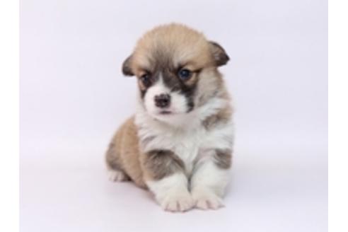 成約済の栃木県のウェルシュコーギーペンブローク-72104