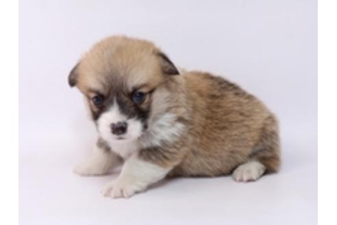 成約済の栃木県のウェルシュコーギーペンブローク-72104の3枚目