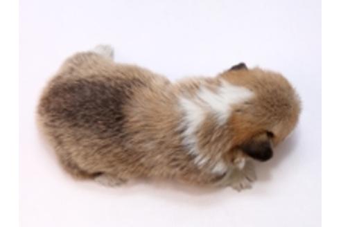 成約済の栃木県のウェルシュコーギーペンブローク-72104の2枚目