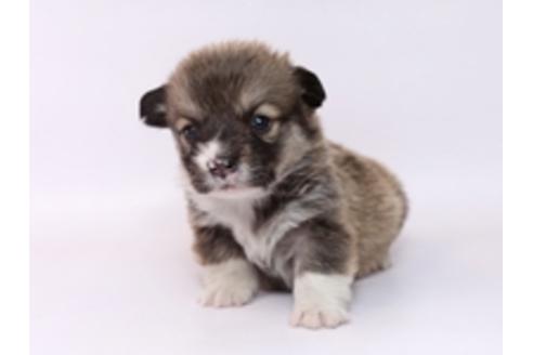 成約済の栃木県のウェルシュコーギーペンブローク-72105の1枚目