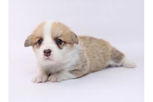 成約済の栃木県のウェルシュコーギーペンブローク-72107の3枚目