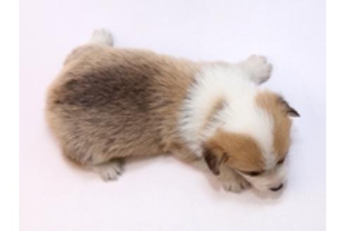 成約済の栃木県のウェルシュコーギーペンブローク-72107の2枚目