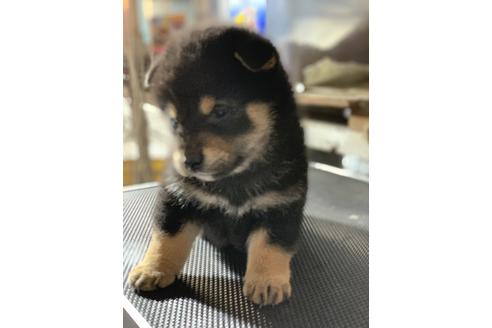 成約済の広島県の柴犬-70544